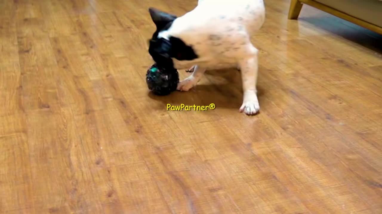 Interactive Meteorite Dog Toy with Sound & Molar Cleaning